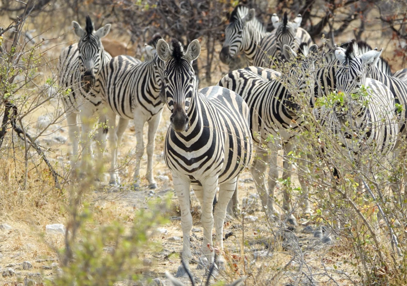 Budget Namibia Highlights