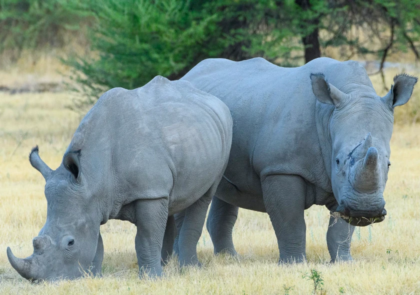 Photography Safari: Namibia in Focus
