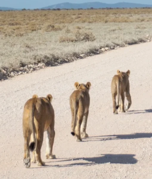  Etosha